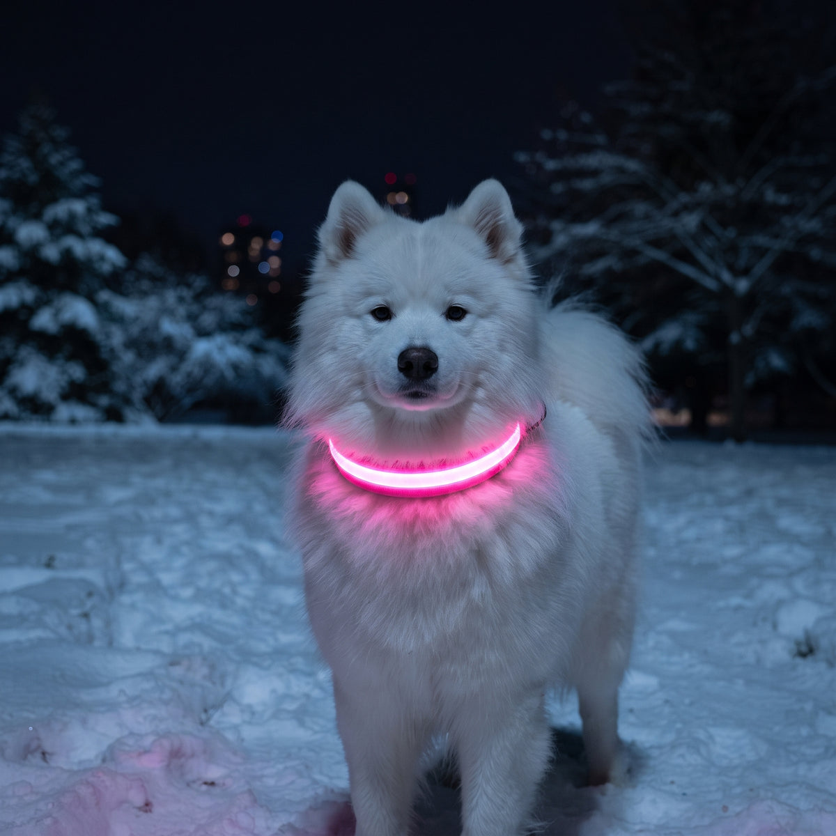 Fetch Rechargeable LED Dog Collar
